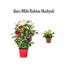 Kokulu Kırmızı Mandevilla Sarmaşığı Sevgililer Gününe Özel Sarı Milli Hediyeli