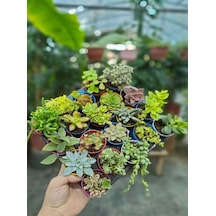 Videolu Karışık Sukulent Kaktüs Seti 3 Adet Saksılı 5-10cm Özel Tür Haworthia Fasciata