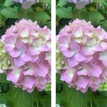 2 Adet Pembe Çiçekli Ortanca Fidanı 30-55 Cm Tüplü Çiçekli Bodur Bitkiler Pink Hydrangea