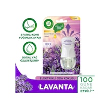 Lavanta