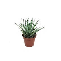 Aloe Humilis Kaktüs