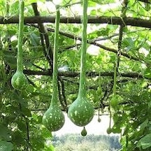 20 Adet Tohum Organik Bahçe Uzun Sarkıt Süs Su Kabak Tohumu Sürpr