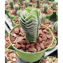 Buda Sukulent Crassula Buddha's Temple Özel Tür