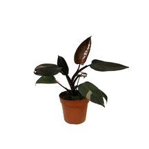 Philodendron 'pink Princess' Ø17 Cm Y30-35 Cm