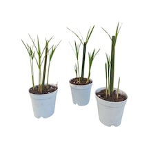 Thebestonline Mini Japon Şemsiyesi 5-10 Cm 3 Adet Saksılı Salon Bitkisi