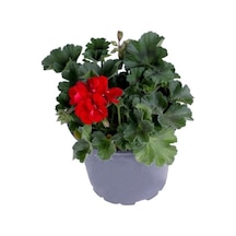 Sardunya Çiçeği Saksı'da Pelargonium Kırmızı Renk 10-20 Cm