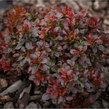 Bodur Berberis Çiçeği Fidanı 30-50 Cm Saksılı Çiçekli Bodur Bitkiler Berberis