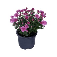 Kasımpatı Chrysanthemum Pembe Renk 10-20 Cm
