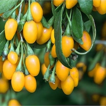 15 Adet Tohum Yeni Sezon Organik Sarı Goji Berry Tohum Yeni Mahsül  Goji Berry Hotum