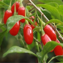 10 Adet Tohum Organik Bahçe Goji Berry Tohumu Hobi Balkon Yetiştirme Kırmızı Goji Berry Saksı Toprak