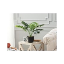 Madame Coco Plaquela Saksılı Bitki