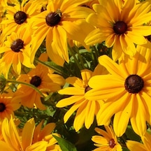 Afrika Papatyası Tohumu Yerli Rudbeckia 100 Adet