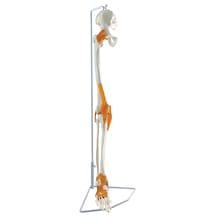 Kalça Kemiği Ve Ligamentleri İle Bacak İskeleti, Eklemli, Gerçek Boyutlu, Askılı Stand Üzerinde - Bacak Ve Ayak İskeleti Maketi 01