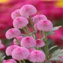 10 Adet Karışık Şeker Tabağı Çiçeği Tohumu Çiçek Tohumu Saksı Toprak Hediyemizdir