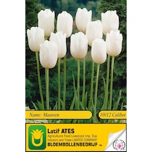Maureen / 2023-lale Soğanı