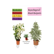 Beyaz Alacalı Benjamin Bitkisi+ Beyaz Begonvil+ Tül Çiçeği Hediyeli