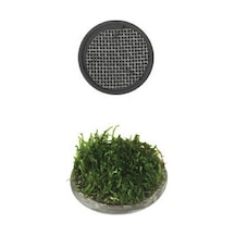 Ista - 30 - Bitki Taban Seramik 5 - Hcctrend - Cm Yuvarlak