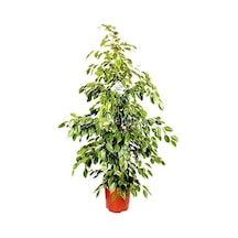 Ficus Benjamin Yeşil