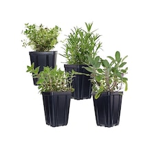 Kokulu Kekik Lavanta Ikili Set 10-20 Cm