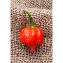 Dünyanın En Acısı Trinidad Scorpion Biber Tohumu / 10 Adet Tohum