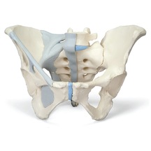 Kadın Pelvis Modeli, Ligamentli, 3 Parçalı - Kadın Pelvis Maketi 01