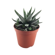 Haworthia Fasciata 'Concolor' (Sukulent) Ø8,5 CM Y10-15 CM