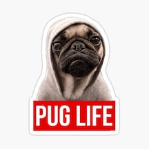 Pug Irkı Cinsi Köpek Sticker Araba Oto Yapıştırması 17Cm N5