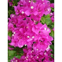 Beyaz Uçları Pembe Sarılıcı Begonvil Çiçeği Fidanı 40cm-60cm