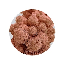 Reindeer Moss Mango Şoklanmış Norveç Yosunu 30gr