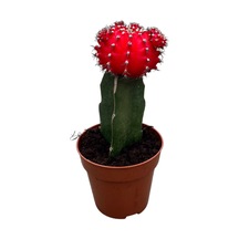 Gymnocalycium Mihanovichii - Kırmızı 1 Adet