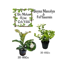 Avantajlı Ürün Kokulu Manolya Ağacı 1 Adet Saksılı+ful Yasemin Çiçeği 1 Adet Saksılı