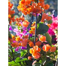 Videolu Turuncu Begonvil 90- 110 Cm 1 Adet Saksılı Dış Mekan Dekoratif Bitkisi Bougainvillea