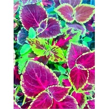 Alaca Bordo Renk Yaprak Güzeli Çiçeği 1 Adet 10-20 Cm