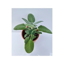 Kokulu Şalba Fidanı Salvia Adaçayı 10-20 Cm