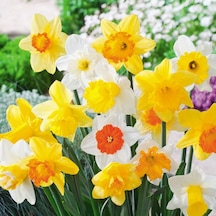 Karışık Renkli Nergis Soğanı 5  Adet