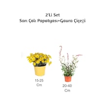 Sarı Çalı Papatyası+ Gaura Çiçeği 2'li Set Dış Mekan Bitkisi