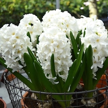 Hyacinthus Aiolos Beyaz Sümbül Soğanı 3  Adet
