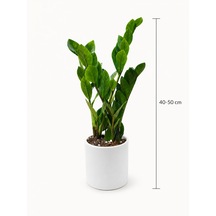 Zamia Bitkisi - Zeze Çiçeği Beyaz Seramik Saksıda 40-50 Cm