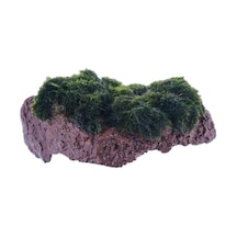 Tr Marimo Moss Rock Canlı Bitki