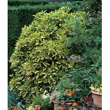 Japon Defnesi Aucuba Japonica 10 Adet