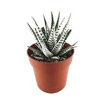 Haworthia Fasciata 'Alba' (Sukulent) Ø8,5 CM Y10-15 CM