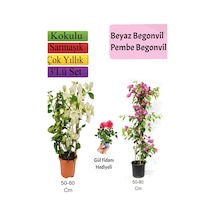 Beyaz+ Pembe Begonvil+ Gül Fidanı Hediyeli