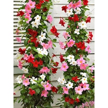 Karışık Renkli Mandevilla Sarmaşık Bitkisi 30 60 Cm Pembe, Kırmızı Ve Beyaz Çiçekli