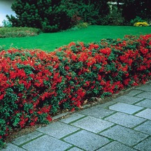 Ateş Dikeni - Pyracantha 5 Adet