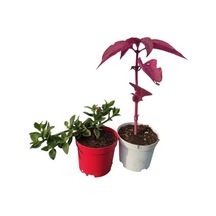 2'li Mini Bitki Seti 1 Adet Buz Çiçeği+1 Adet Çingene Şalvarı Çiçeği