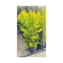 1.50 Cm Limon Servi Çam Fidanı