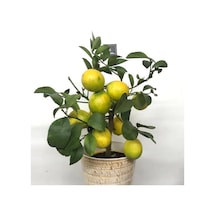 Meyveli Limon Ağacı Fidesi 50 Cm Boy