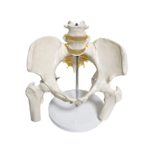Omurga Pelvis Maketi Model 24