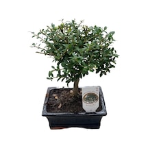 Bonsai - Ilex Ø12 Cm Y25-30 Cm