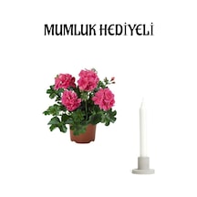 Sevgililer Günü Hediyeli Pembe Sakız Sardunya Mumluk Hediyeli Ev Bitkisi